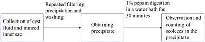 Macrophage-mediated mechanisms of lung injury in the sensitization reaction to Echinococcus granulosus